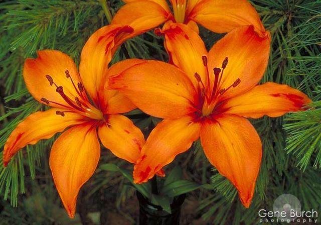lillys